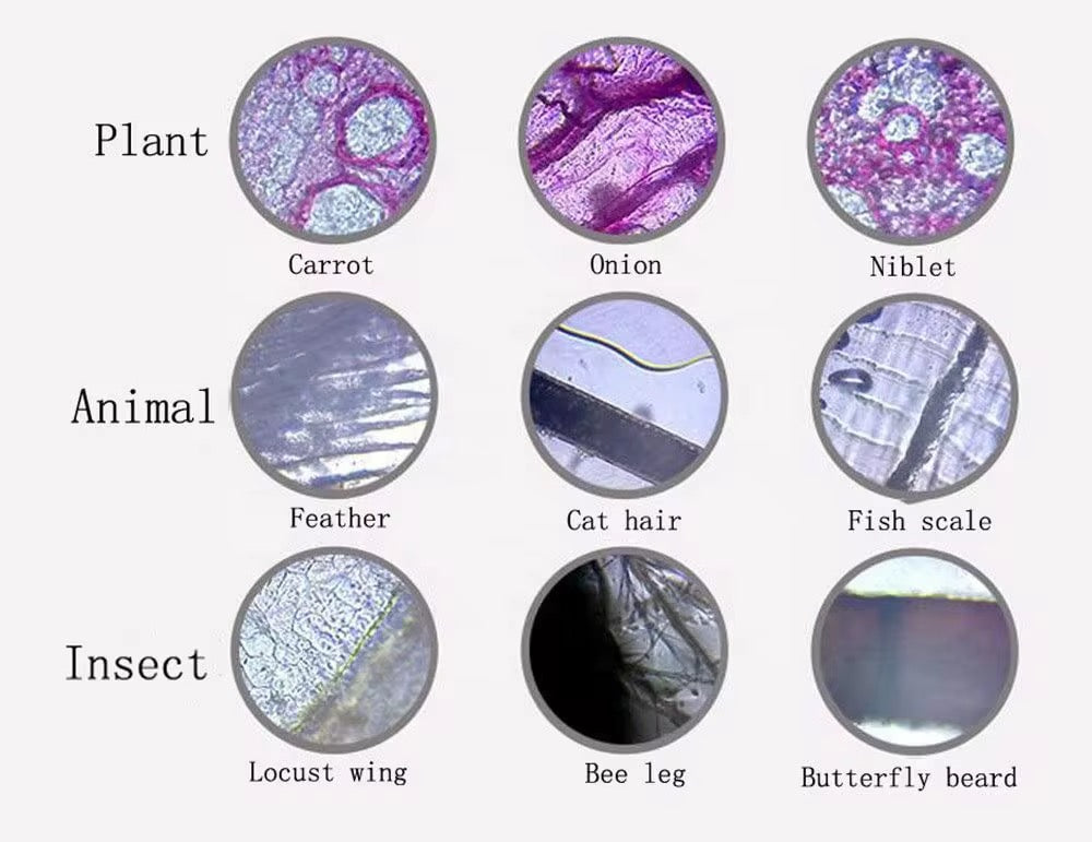 Science Microscope