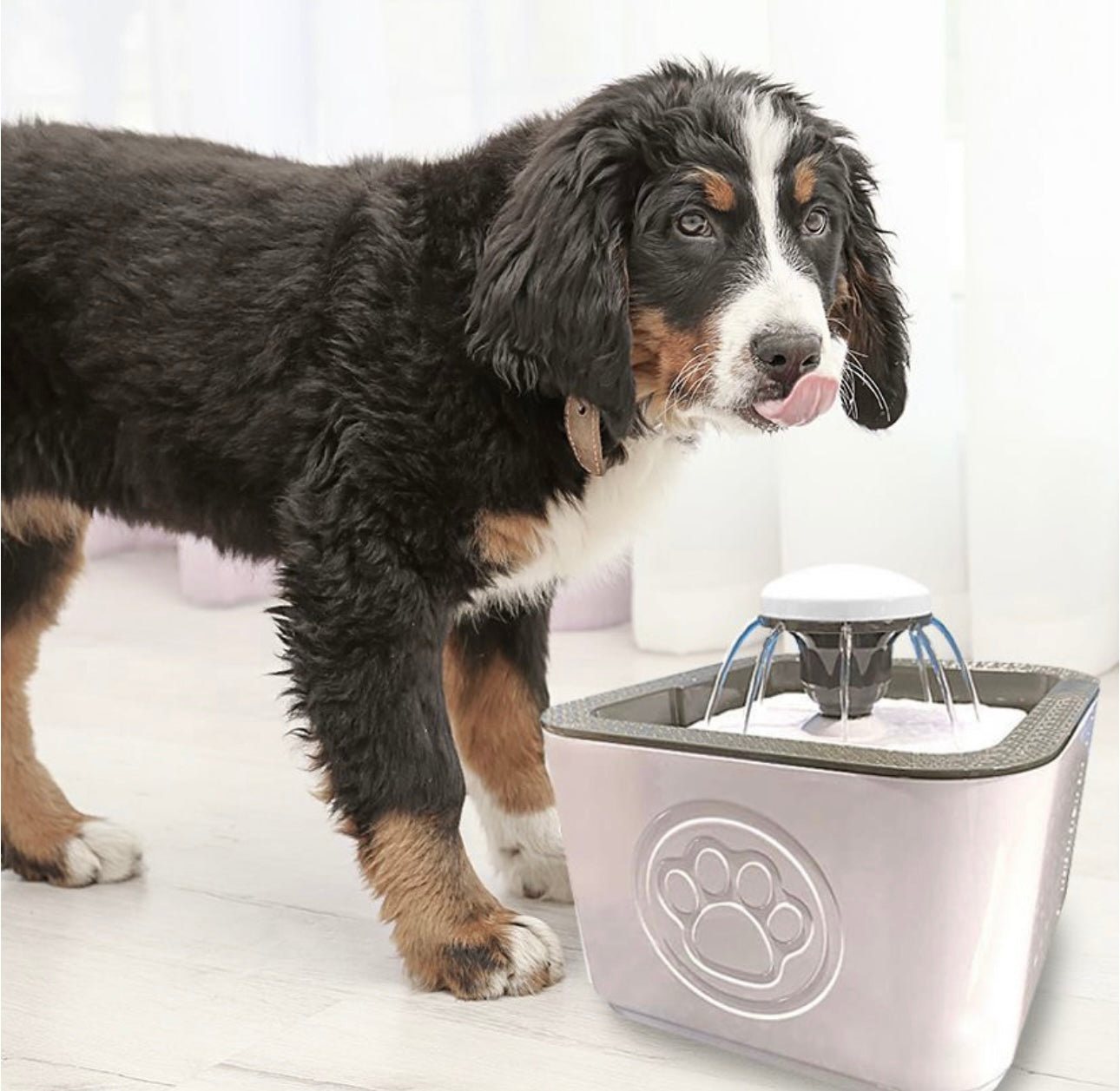 Pet Water Fountain