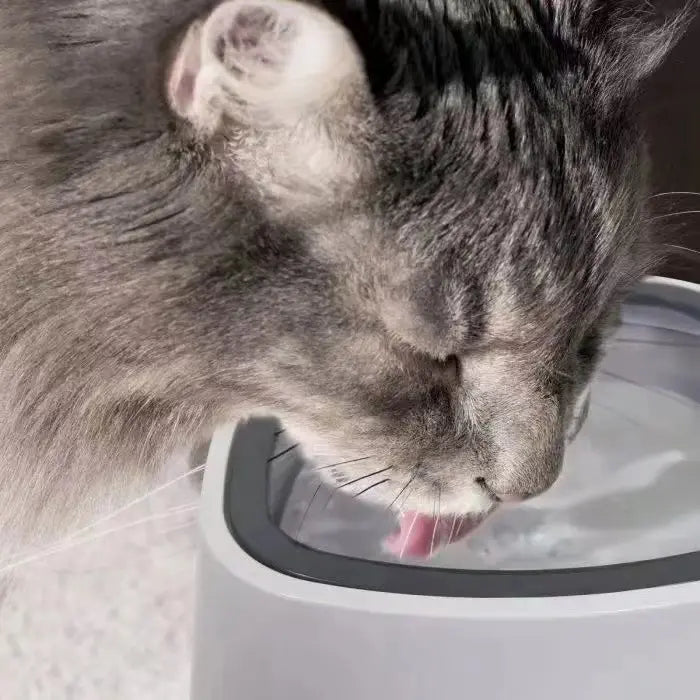 No Splash Bowl